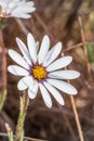 White and purple African Daisy Osteospermum Wild flower growing during spring Royalty Free Stock Photo